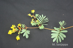 Smithia venkobarowii